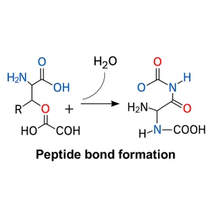Peptide Bond Formation