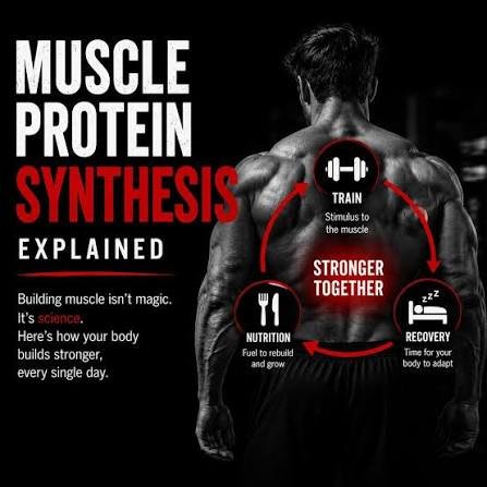 muscle protein synthesis research