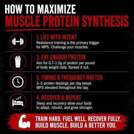 muscle protein synthesis research