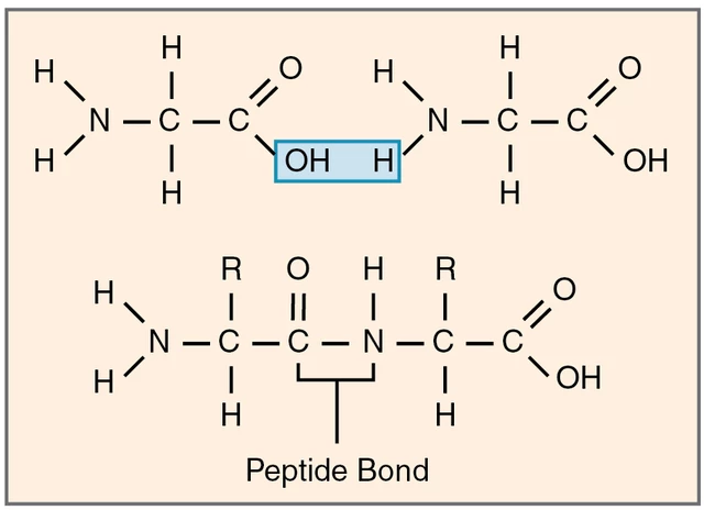 types of peptides | Peptogenic